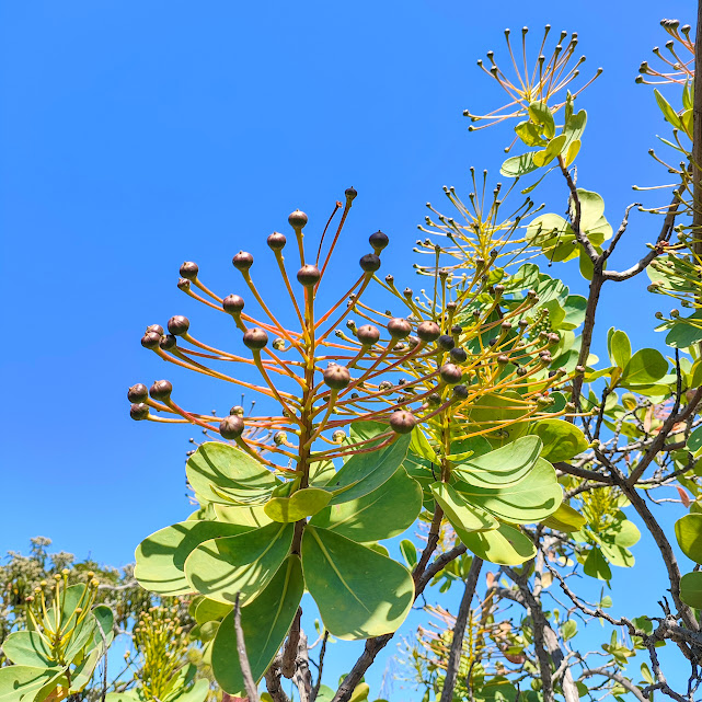 Frutos do agarrapé.