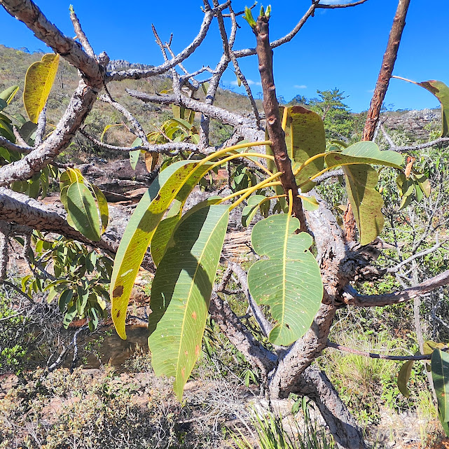 Folhas elípticas e verde-amareladas do pau-de-são-josé.