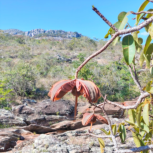 Fruto do pau-de-são-josé.