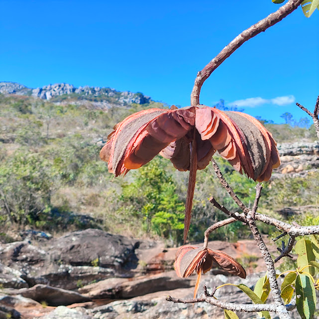 Fruto do pau-de-são-josé.