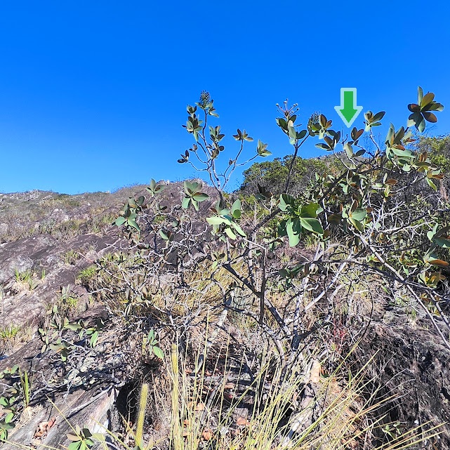 Agarrapé em terreno pedregoso.