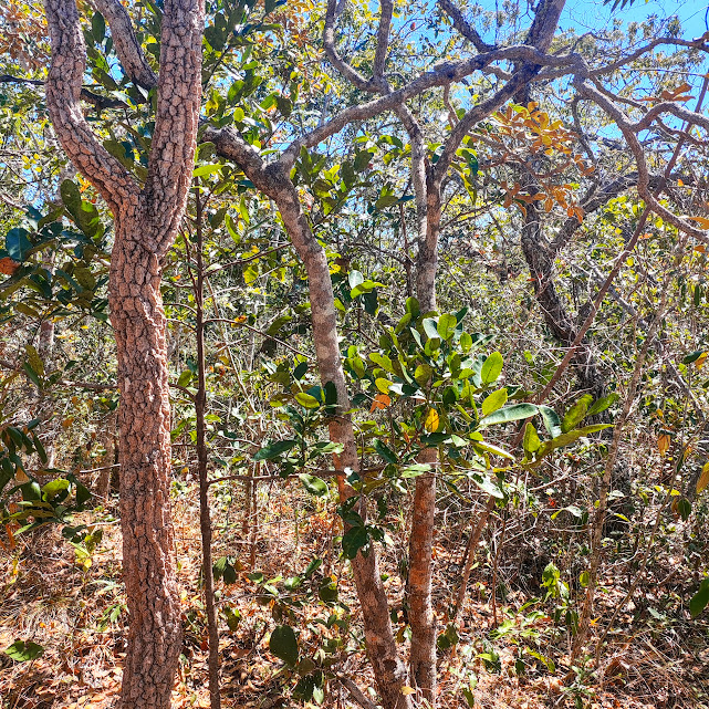 Floresta de cerrado (Cerradão).