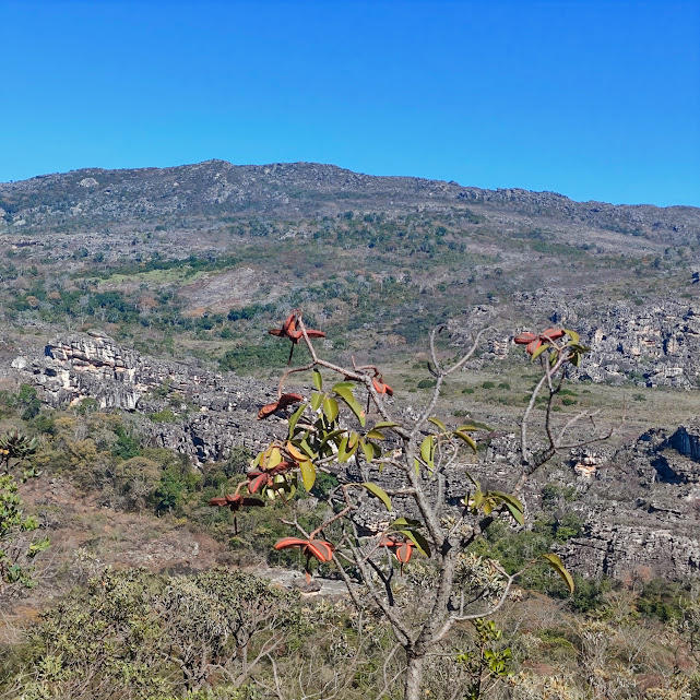 Folhas e frutos do pau-de-são-josé.