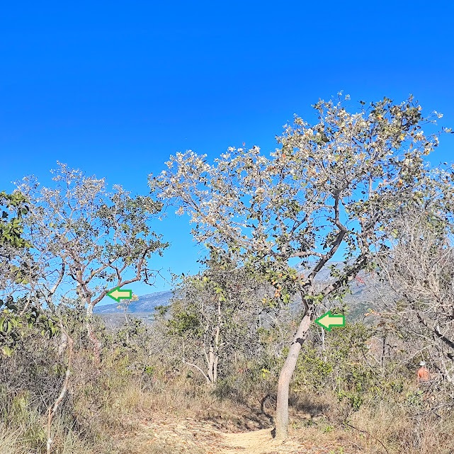 Bosque de embirus.