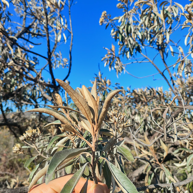 Folhas da candeinha-prateada.