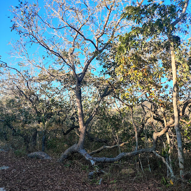 Área de cerradão.