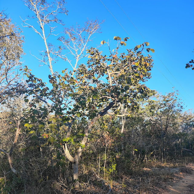 Pequizeiro no Parque Estadual do Rio Preto.