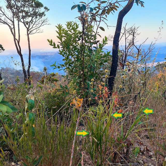 Papiro-do-cerrado em área.