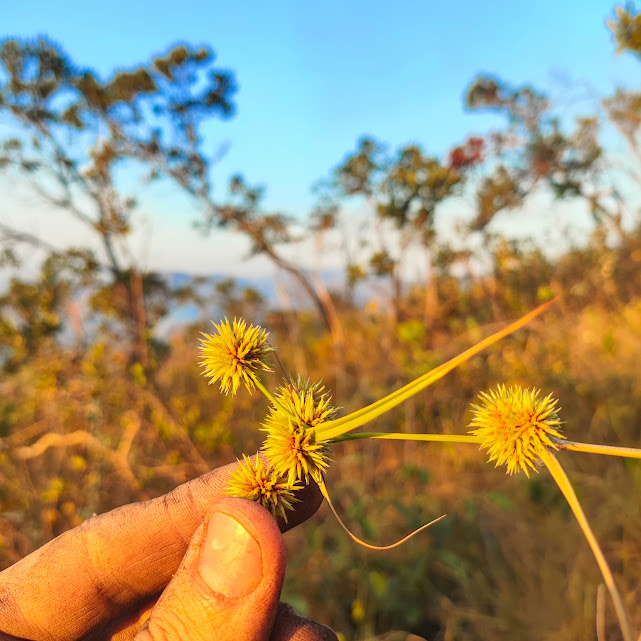 Inflorescências do papiro-do-cerrado.