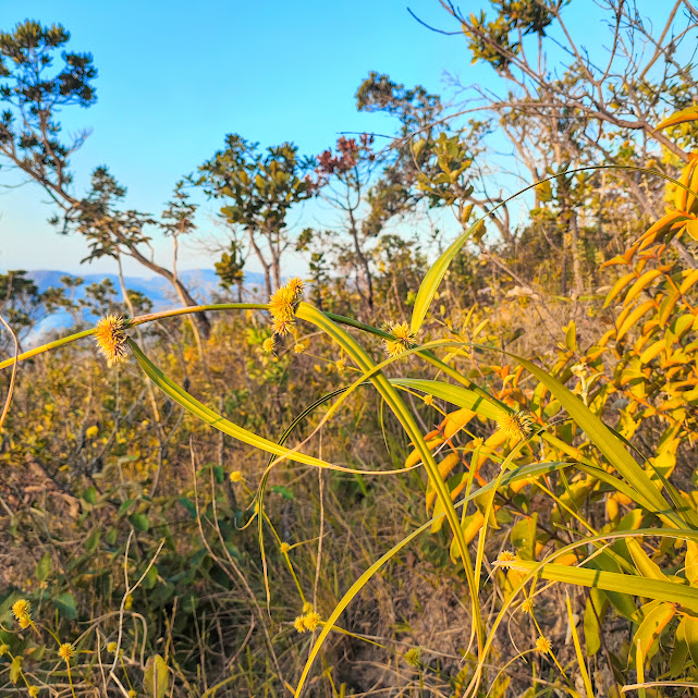 Folhas e inflorescências do papiro-do-cerrado.