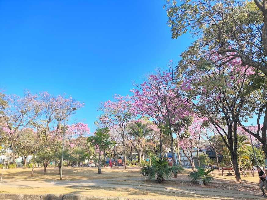 Farta arborização em praça.