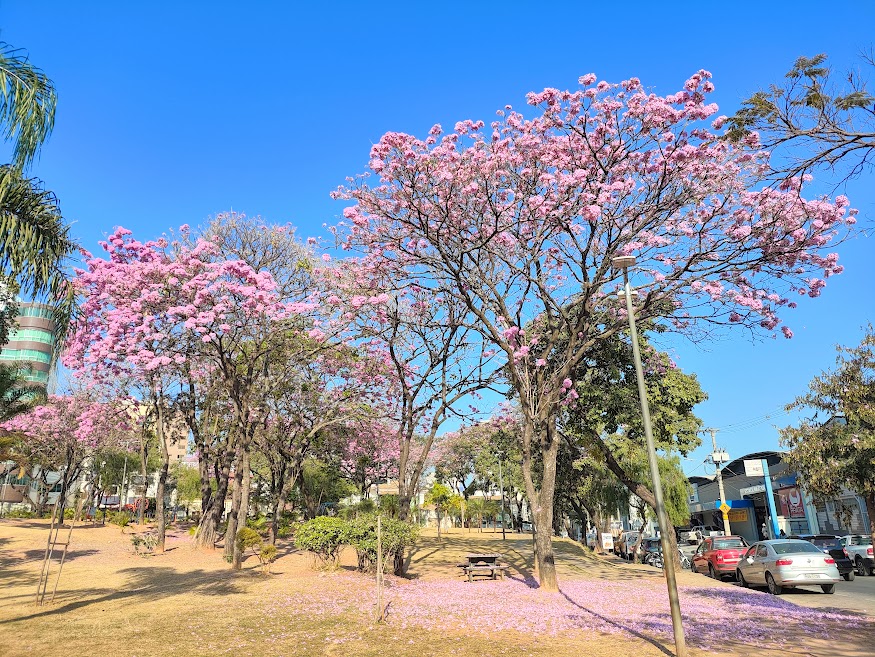 Bosque de ipês-roxo-de-bola.