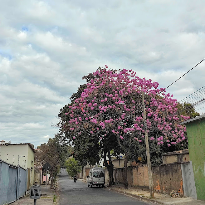 Ipê-roxo-de-bola florido.