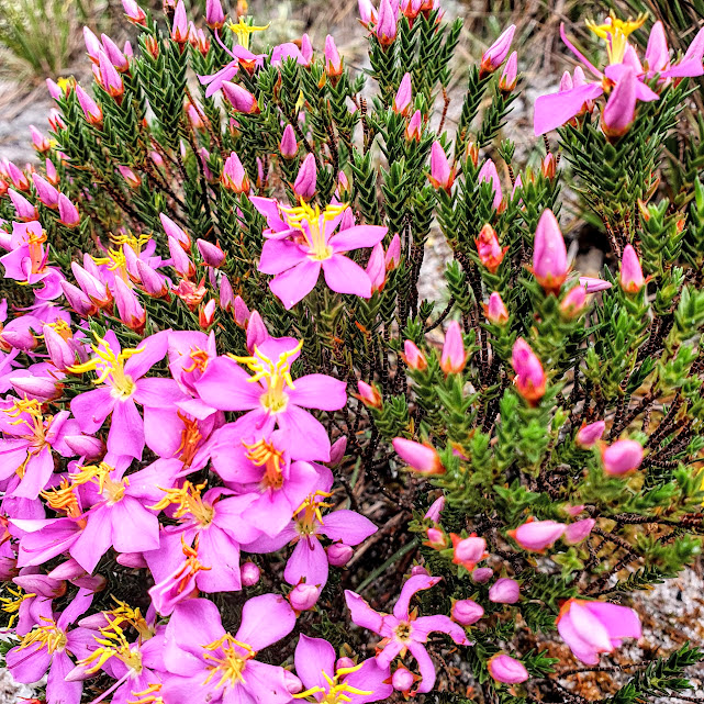 Flor e folhas da Lavoisiera angustifolia.