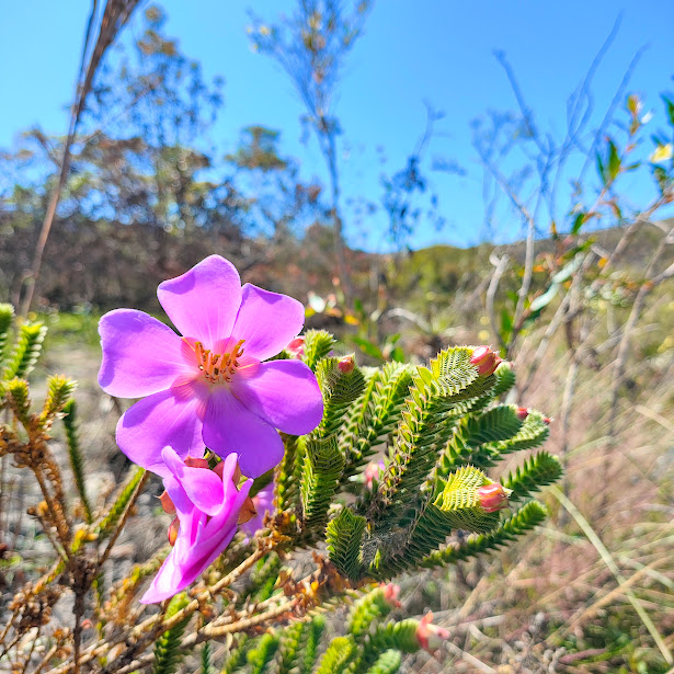 Flor e folhas da Lavoisiera rigida.