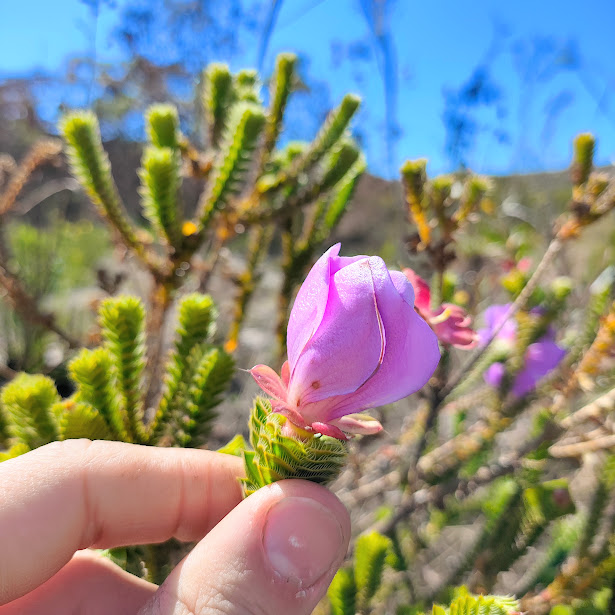 Folhas e da flor da Lavoisiera rigida.