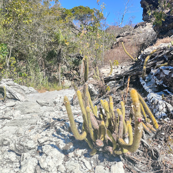 Pequena moita de facheiros-da-serra.