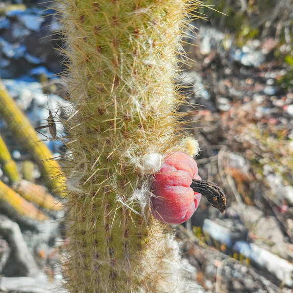 Fruto do facheiro-da-serra.