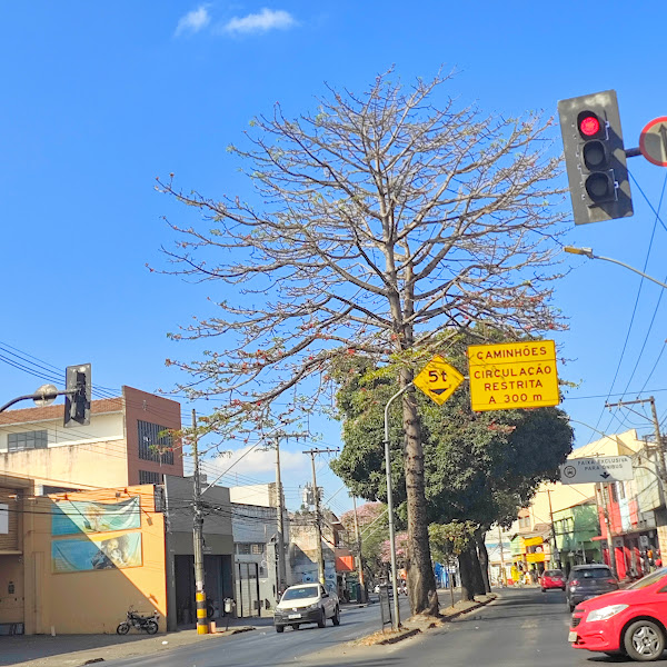 Paineira-vermelha-da-índia florida.