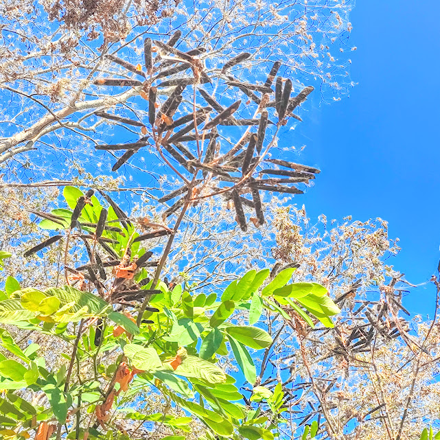 Folhas e frutos da cássia-africana.