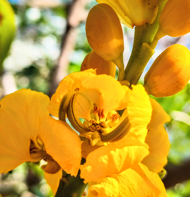 Detalhe da flor da cássia-africana.