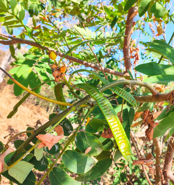 Frutos da cássia-africana.