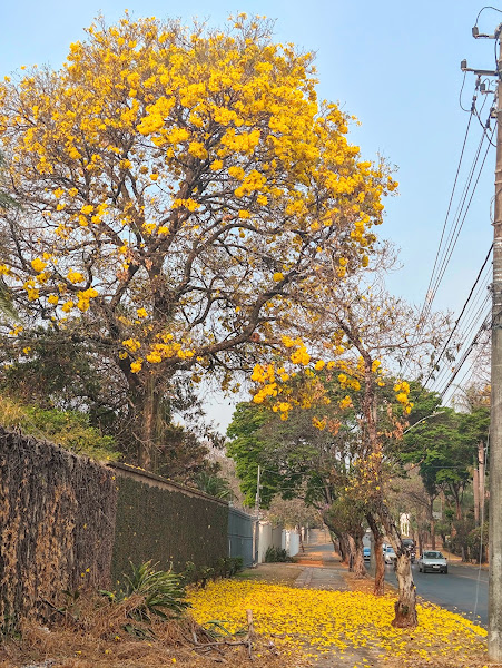 Ipê-amarelo florido.