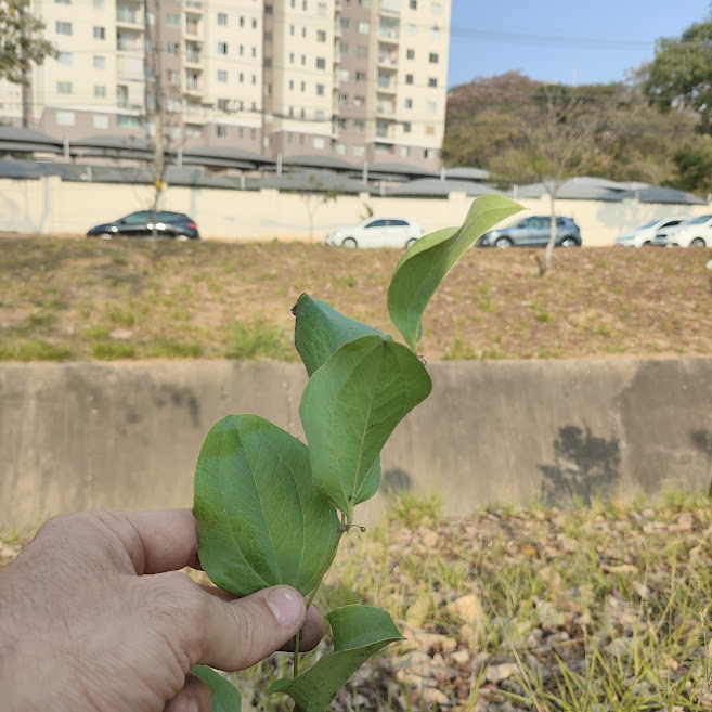 Folhas da japecanga.