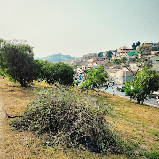 Arbusto de alecrim-selvagem.