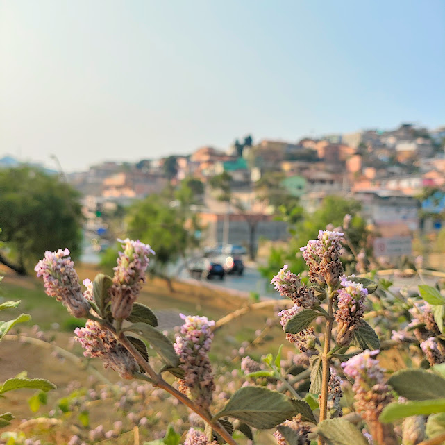 Flores o alecrim-selvagem.