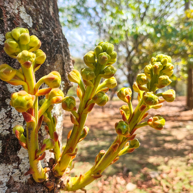 Botões florais do abricó-de-macaco.