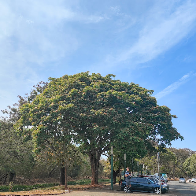 Bordão-de-velho florido.