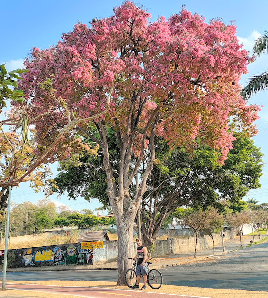 Sapucaia florida.