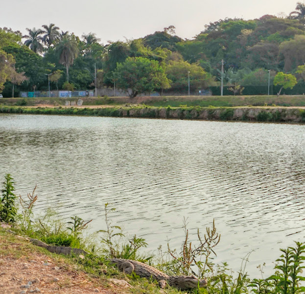 Jacarés na Lagoa da Pampulha.