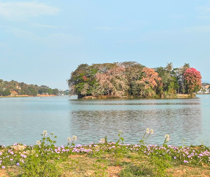 Beijos-fedorentos, corriolas e sapucaias e cássias-rosa floridas na Ilha dos Amores trazem belos cenários na Lagoa da Pampulha - BH. 22/09/2022