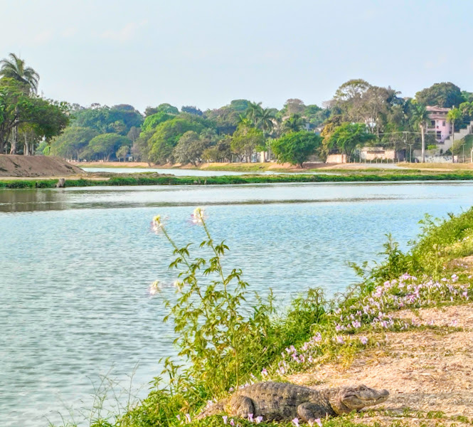 Jacaré na Lagoa da Pampulha.