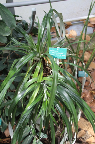 Folhas da bromélia-africana.