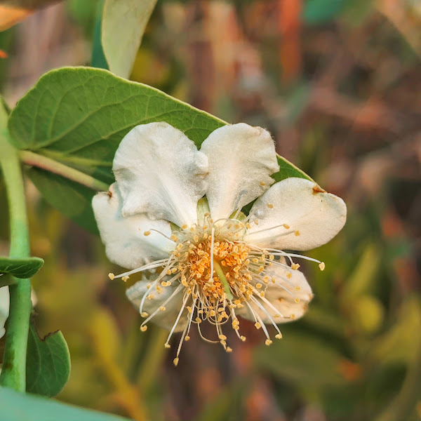 Flores de Campomanesia adamantium.