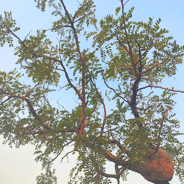 Copa dao angico-de-minas.