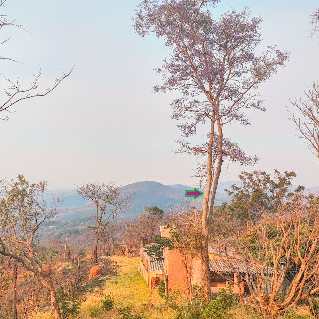 Sucupira-do-cerrado florida.