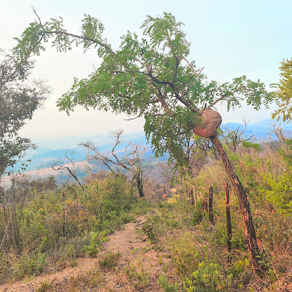 Árvore de angico-de-minas.