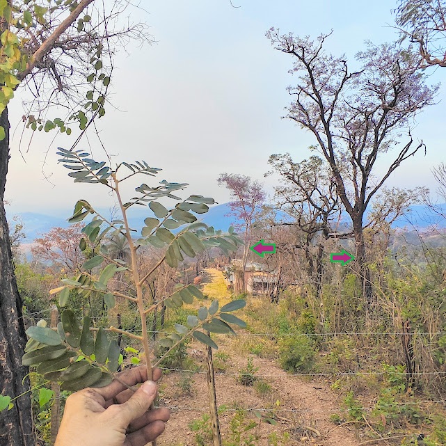 Folha da sucupira-do-cerrado.