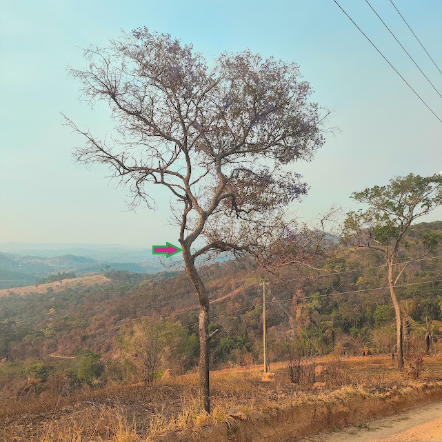 Sucupira-do-cerrado florida.