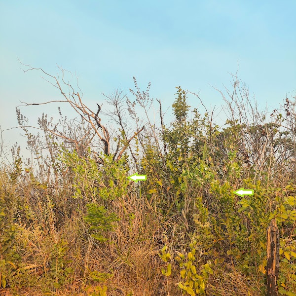 Campomanesia adamantium em área de vegetação savânica.