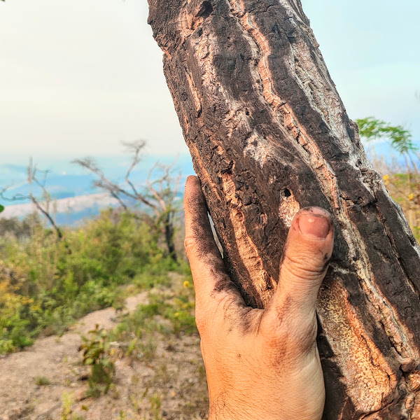 Tronco da casca do angico-de-minas.