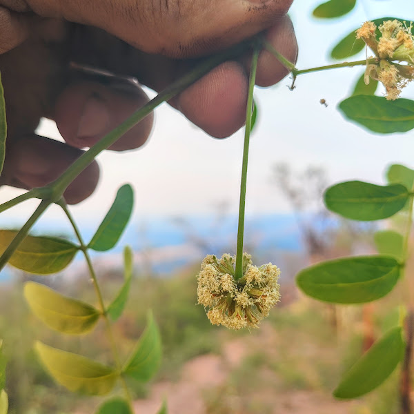 Inflorescência do angico-de-minas.