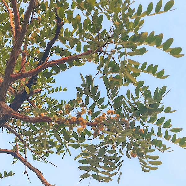 Disposição das folhas e das flores do angico-de-minas.
