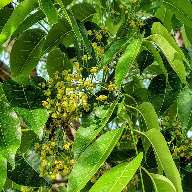 Inflorescência do mogno-brasileiro.