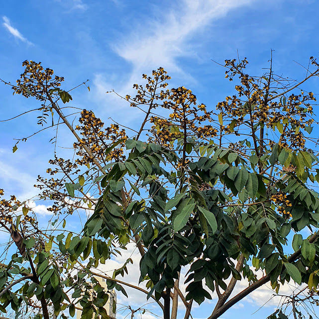 Inflorescências do araribá.