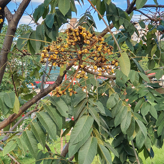 Inflorescência e folhas do araribá.